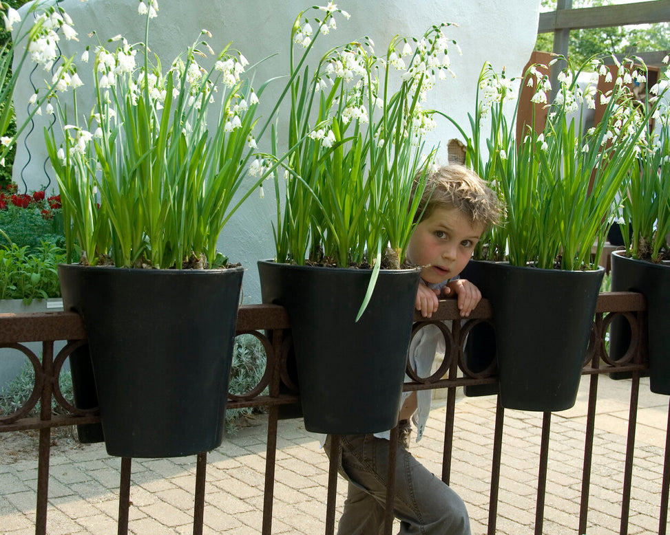 Leucojum forcing bulbs