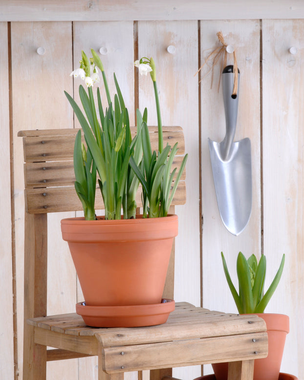 Leucojum forcing bulbs