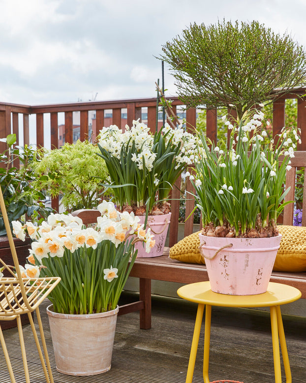 Leucojum forcing bulbs