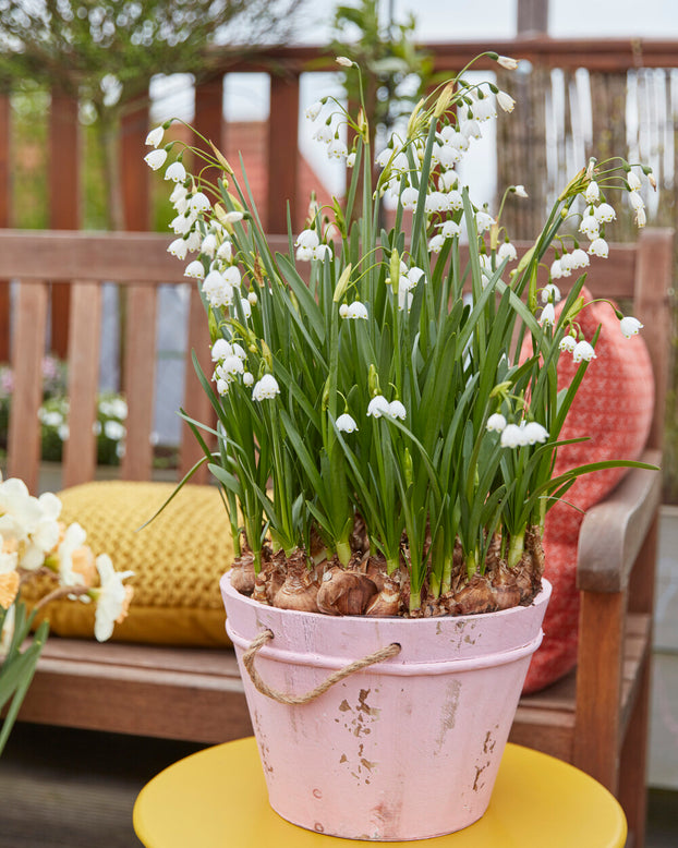 Leucojum forcing bulbs