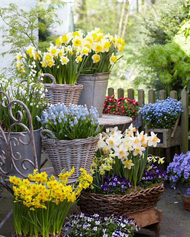 Leucojum forcing bulbs
