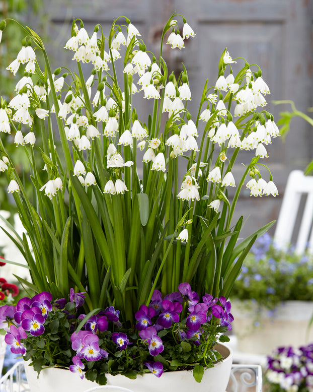 Leucojum forcing bulbs