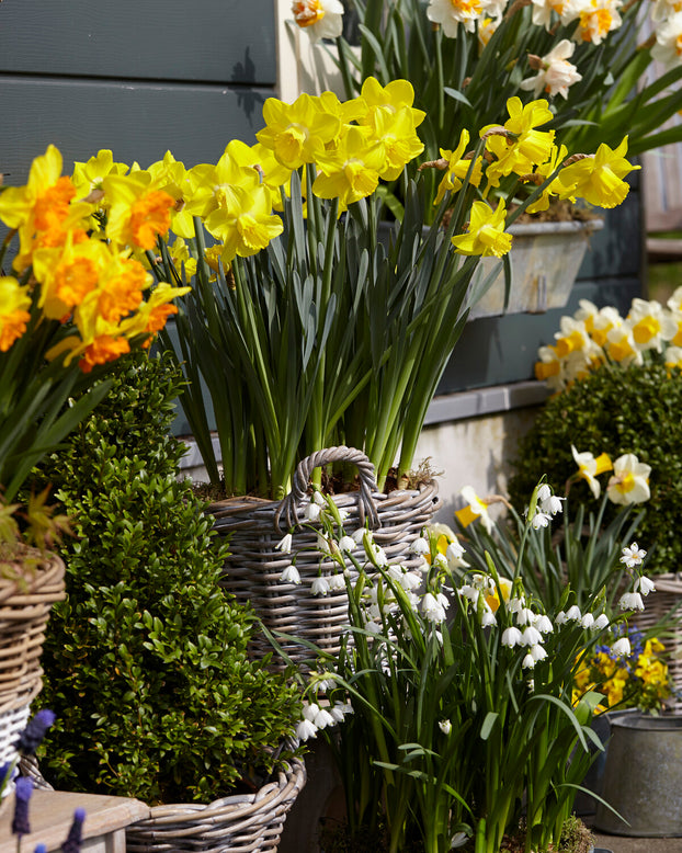 Leucojum forcing bulbs