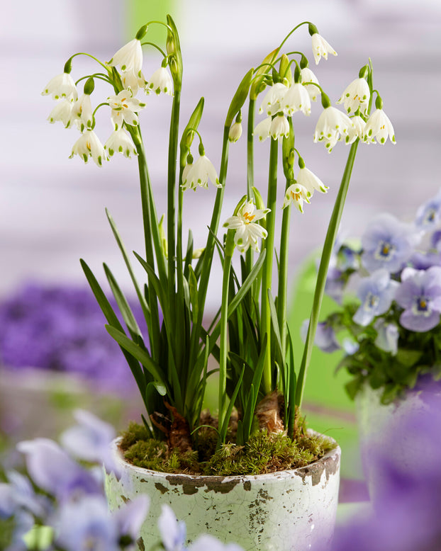 Leucojum forcing bulbs