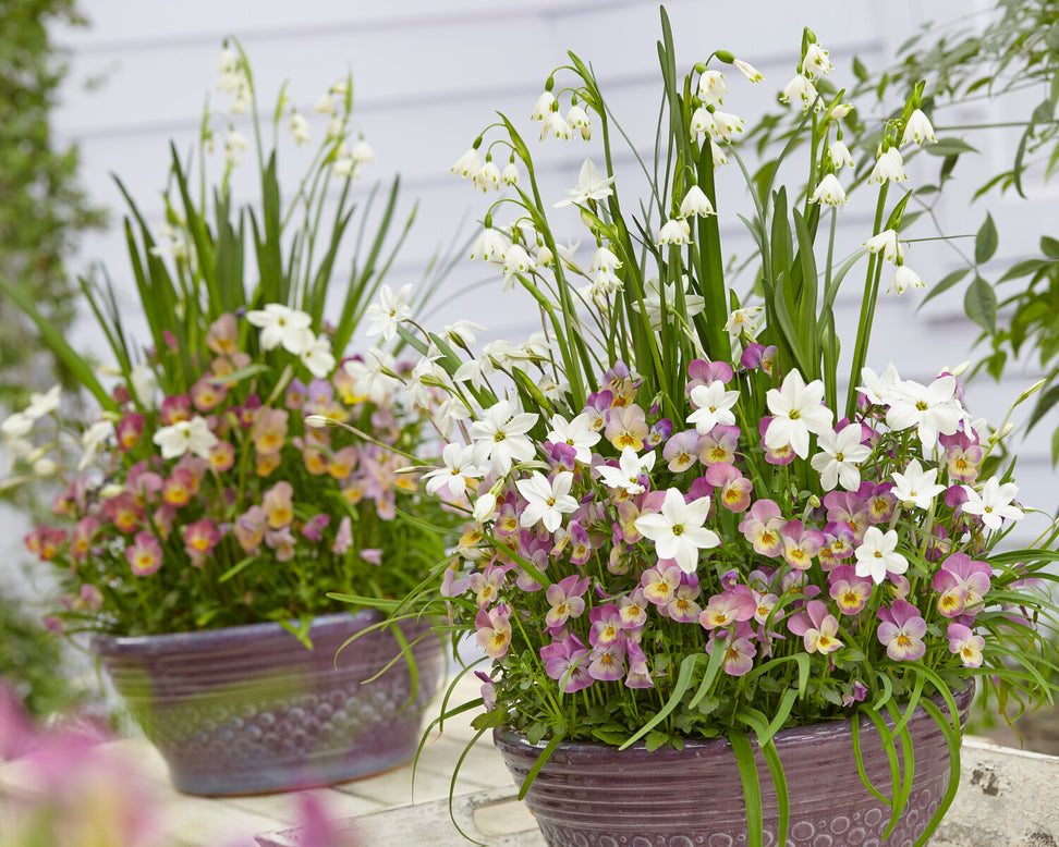 Leucojum forcing bulbs