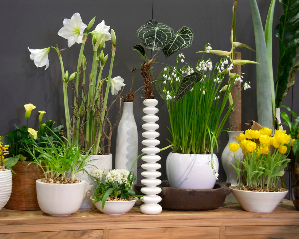 Leucojum forcing bulbs