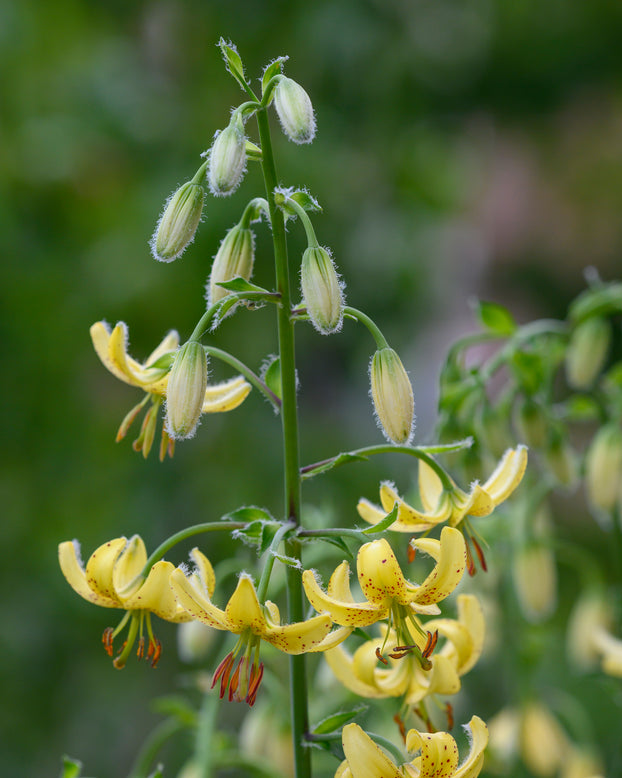 Lily 'Golden Morning'