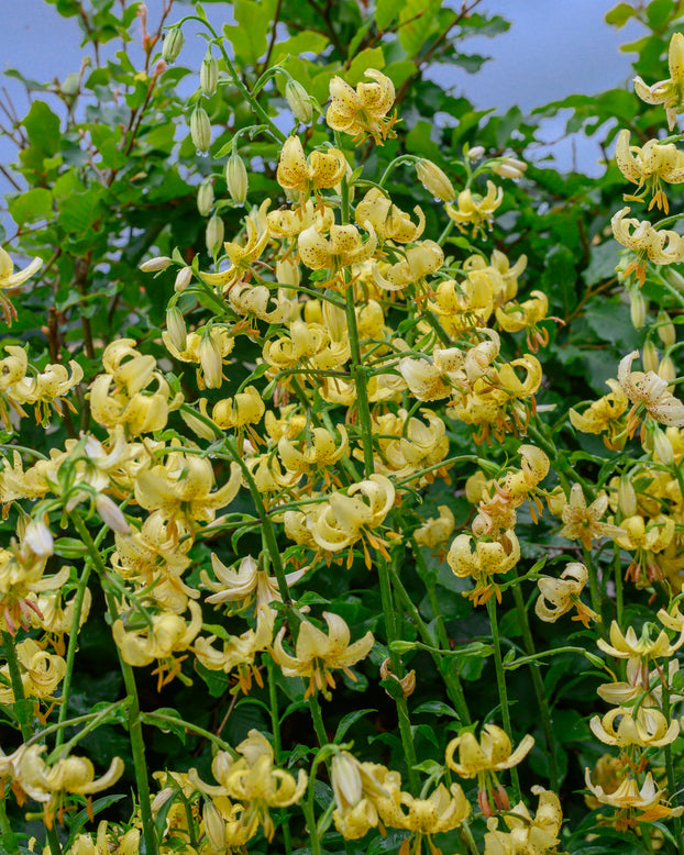 Lily 'Golden Morning'