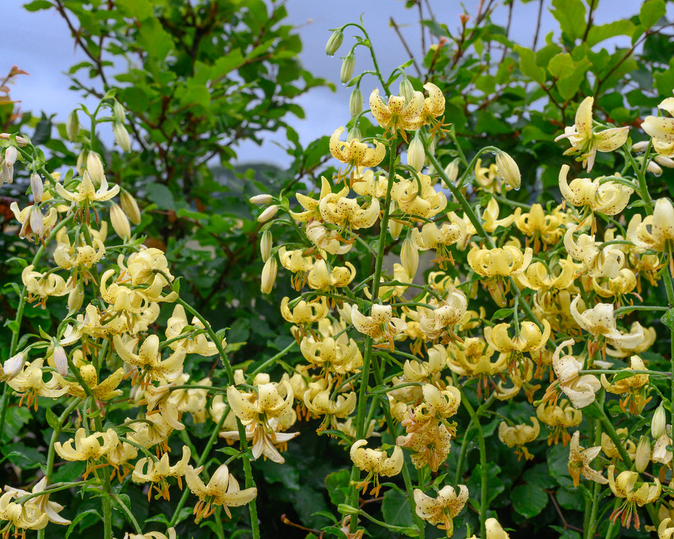 Lily 'Golden Morning'