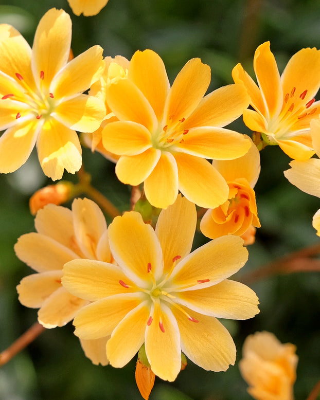 Lewisia 'Little Mango'