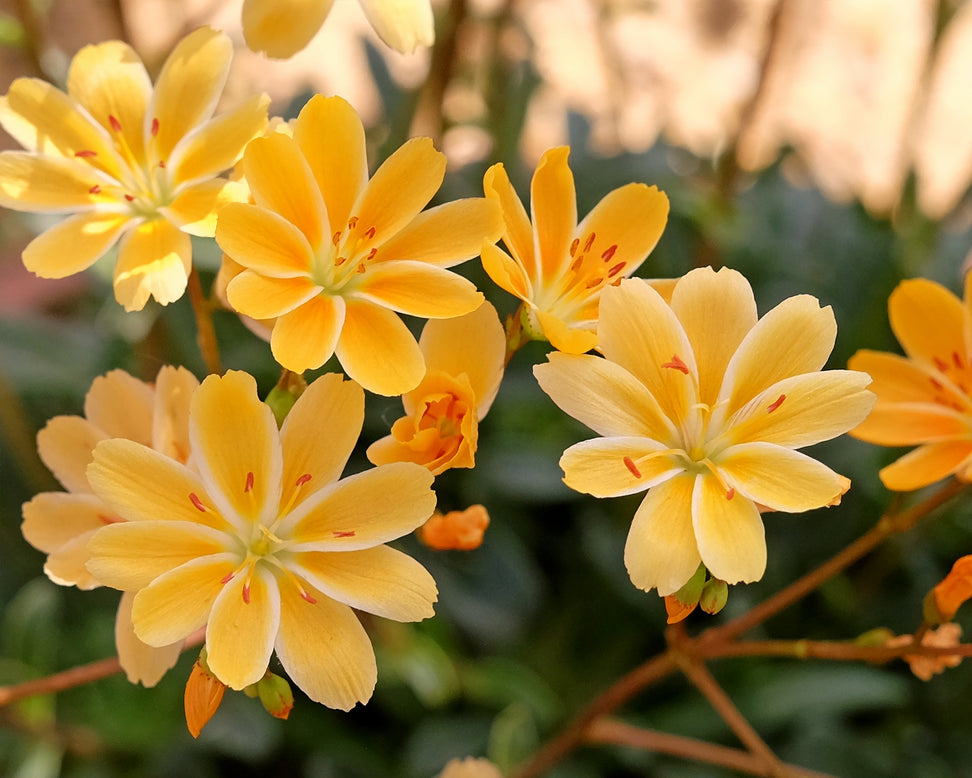 Lewisia 'Little Mango'