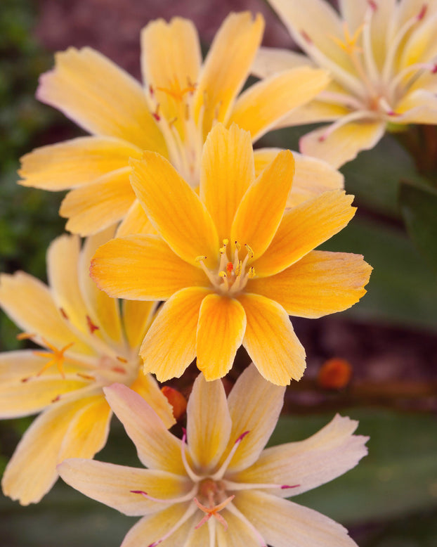 Lewisia 'Little Mango'