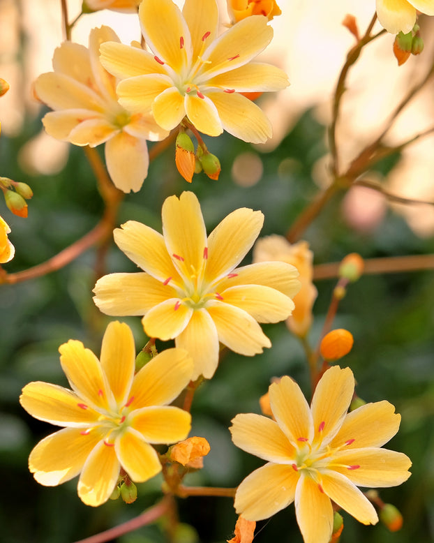Lewisia 'Little Mango'