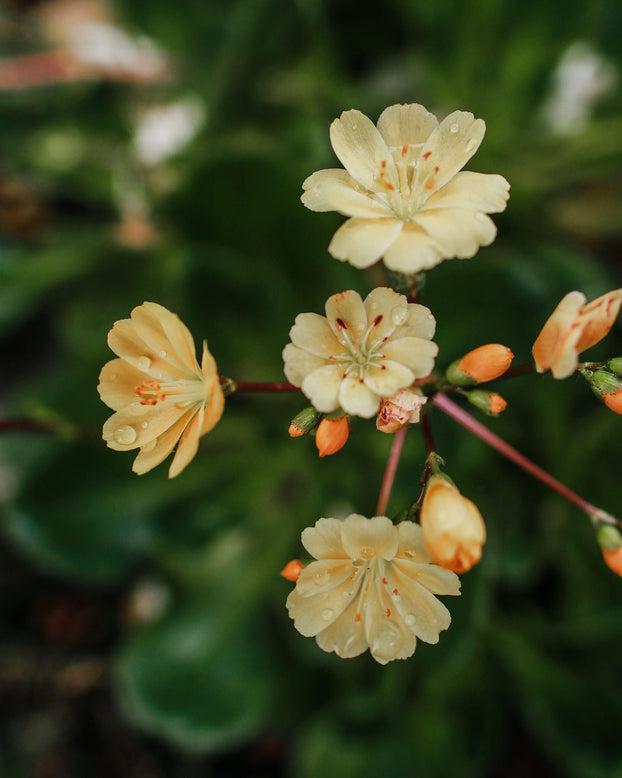 Lewisia 'Little Mango'