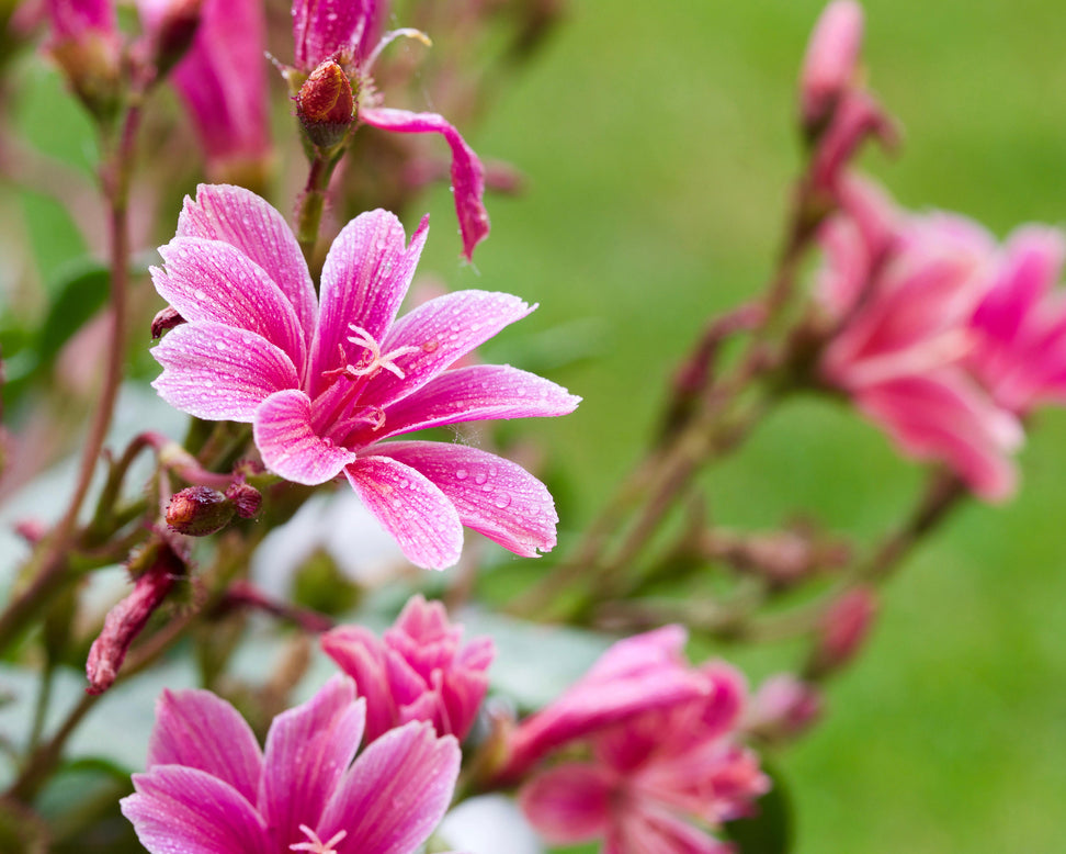 Lewisia 'Little Plum'