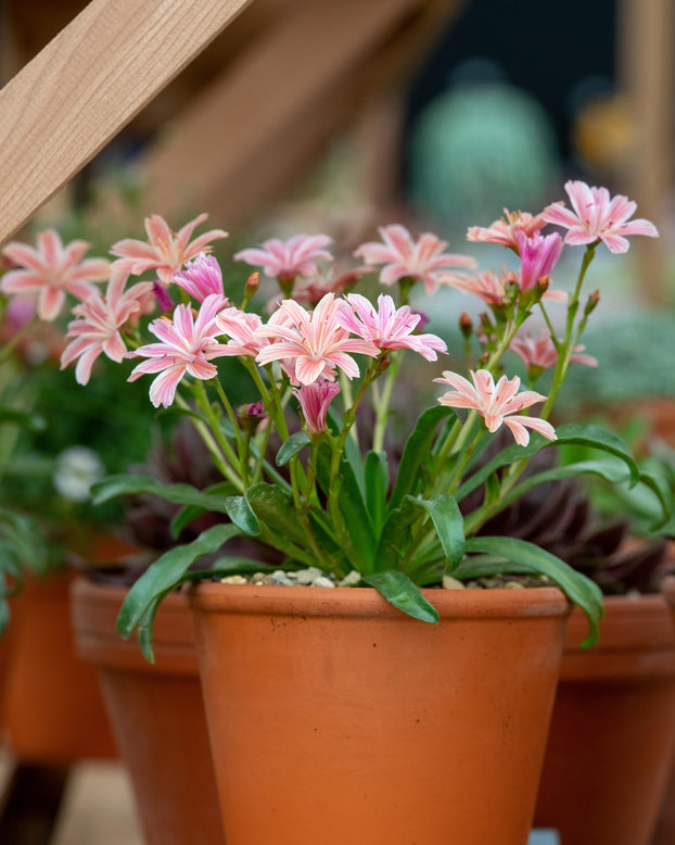 Lewisia 'Little Plum'