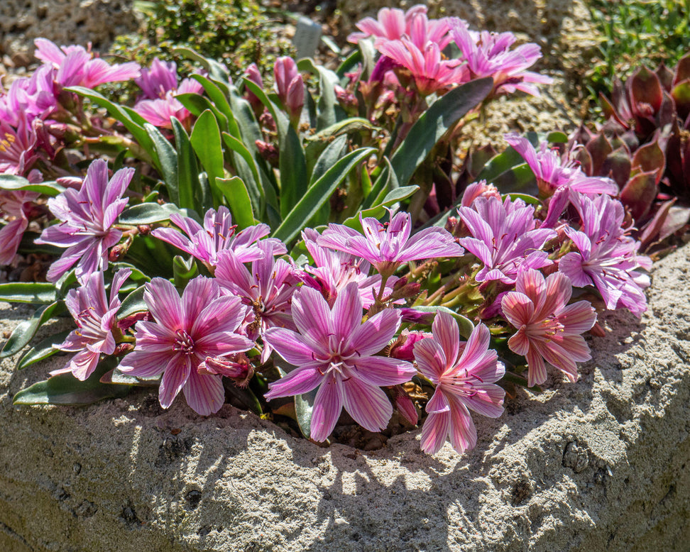 Lewisia 'Little Plum'
