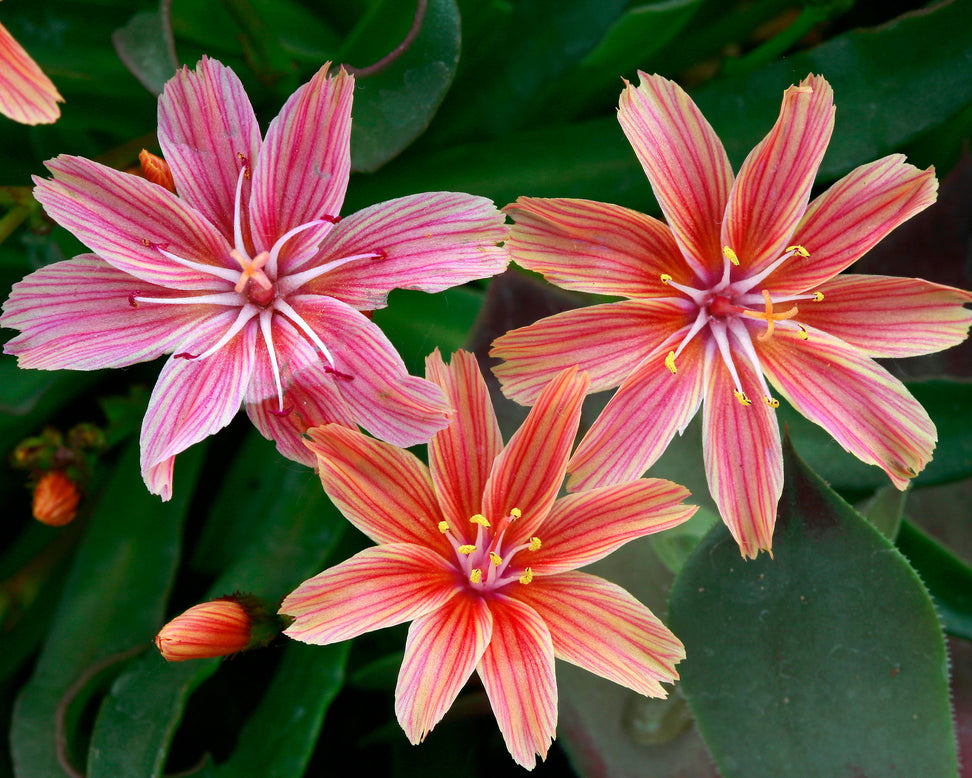 Lewisia 'Little Plum'