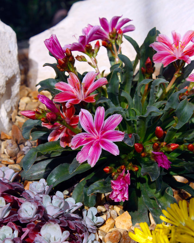 Lewisia 'Little Plum'