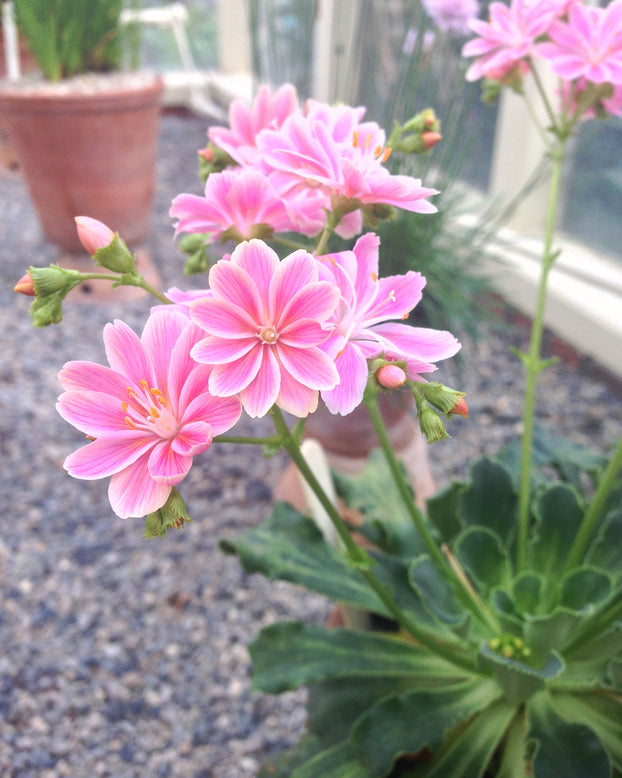 Lewisia 'Little Plum'