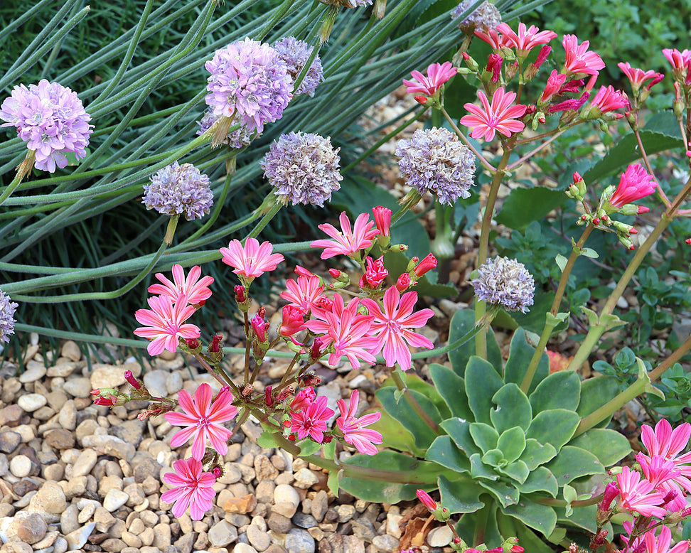 Lewisia 'Little Plum'