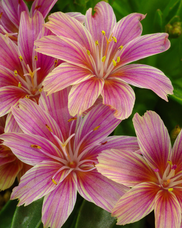 Lewisia 'Little Plum'