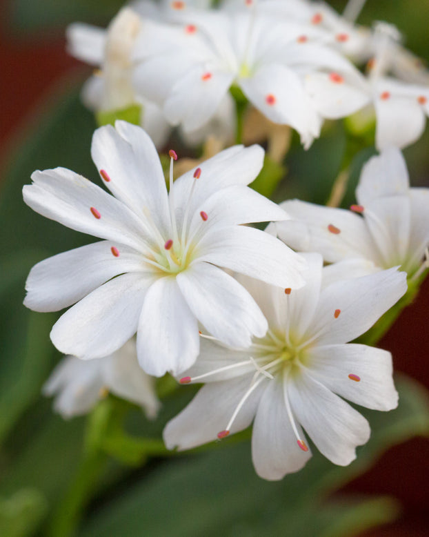 Lewisia 'Little Snowberry'