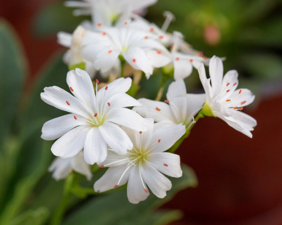 Lewisia 'Little Snowberry'