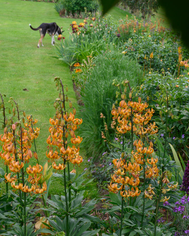 Lily 'Sunny Morning'