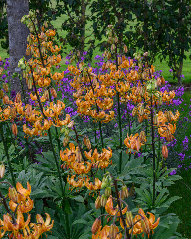 Lily 'Sunny Morning'