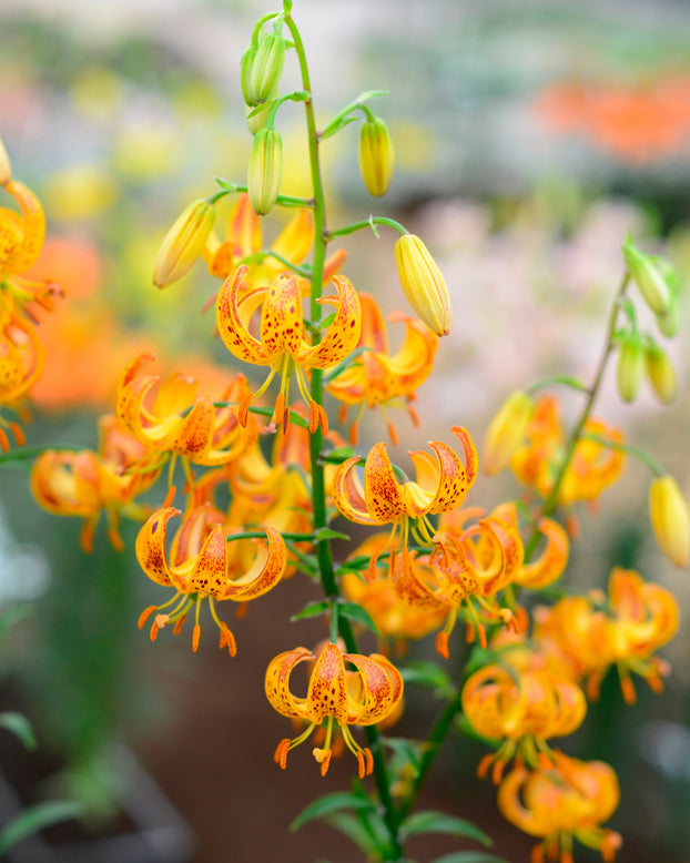 Lily 'Sunny Morning'