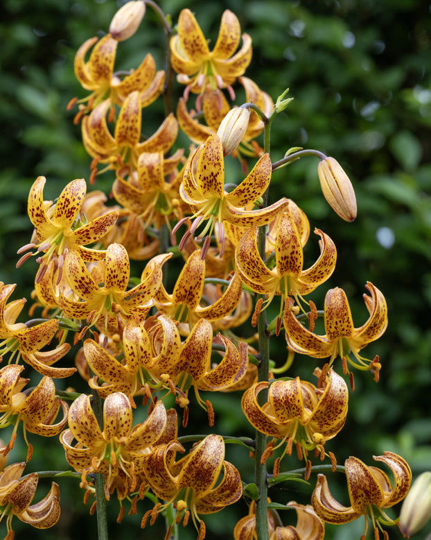 Lily 'Sunny Morning'