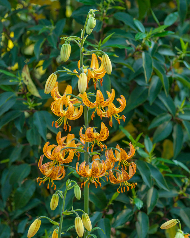 Lily 'Sunny Morning'