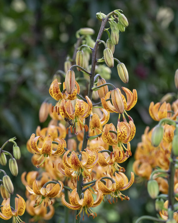 Lily 'Sunny Morning'