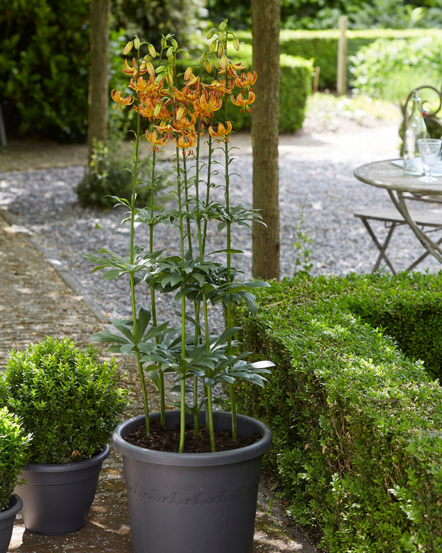 Lily 'Sunny Morning'