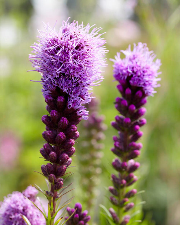 Liatris 'Kobold'