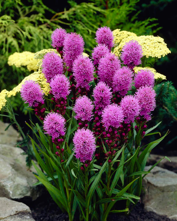 Liatris 'Kobold'