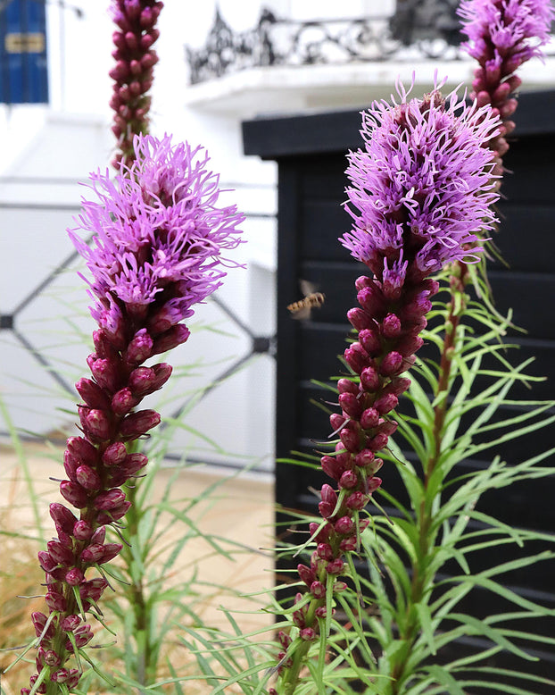Liatris 'Kobold'