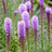 Liatris