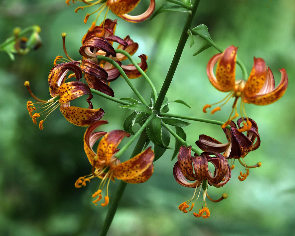 Lily 'Arabian Knight'