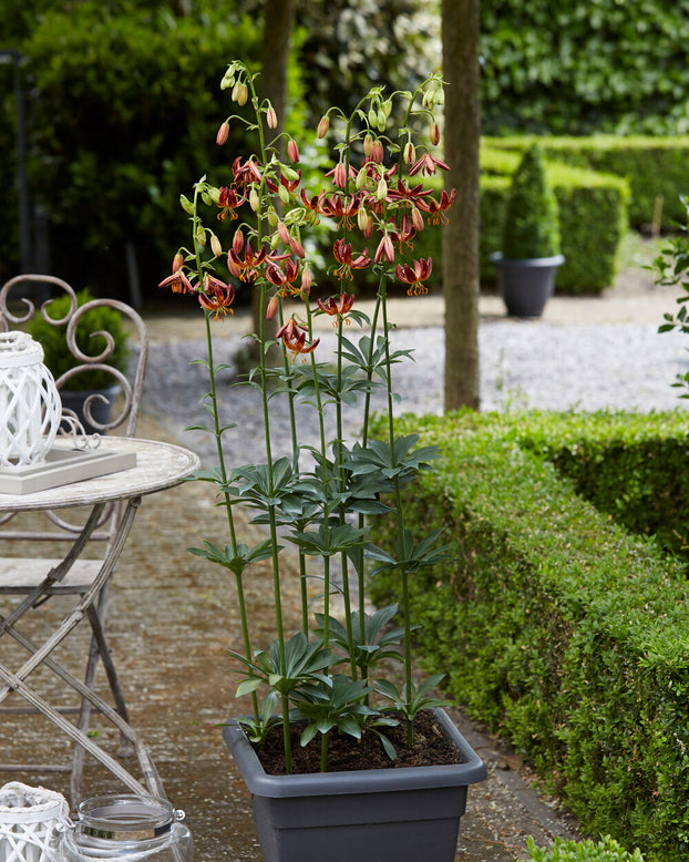 Lily 'Arabian Knight'