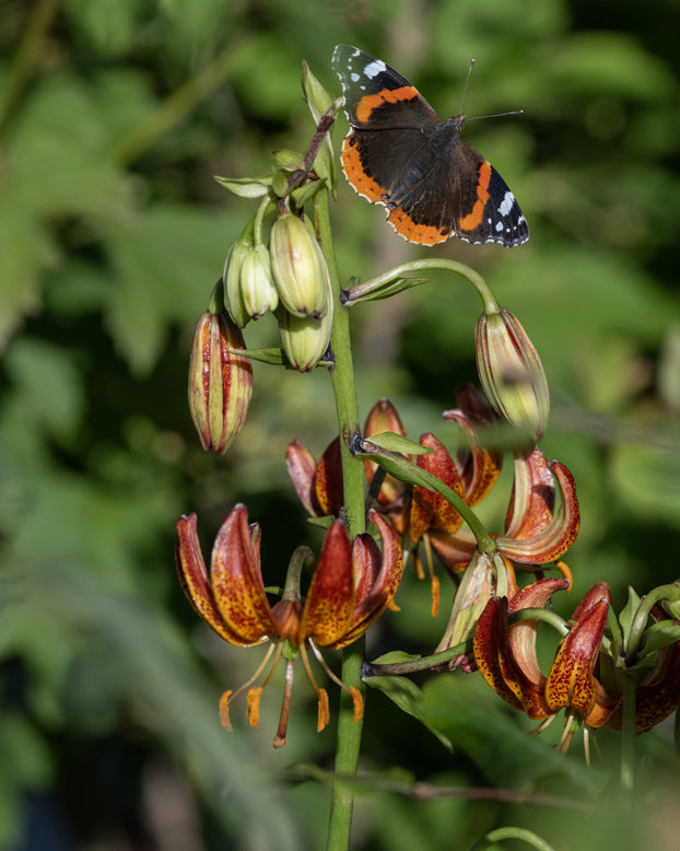 Lily 'Arabian Knight'