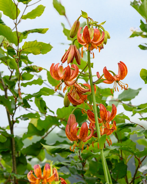 Lily 'Arabian Knight'