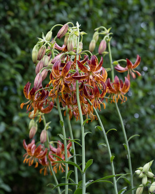 Lily 'Arabian Knight'