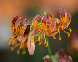 Lily 'Arabian Knight' Lily 'Arabian Knight'