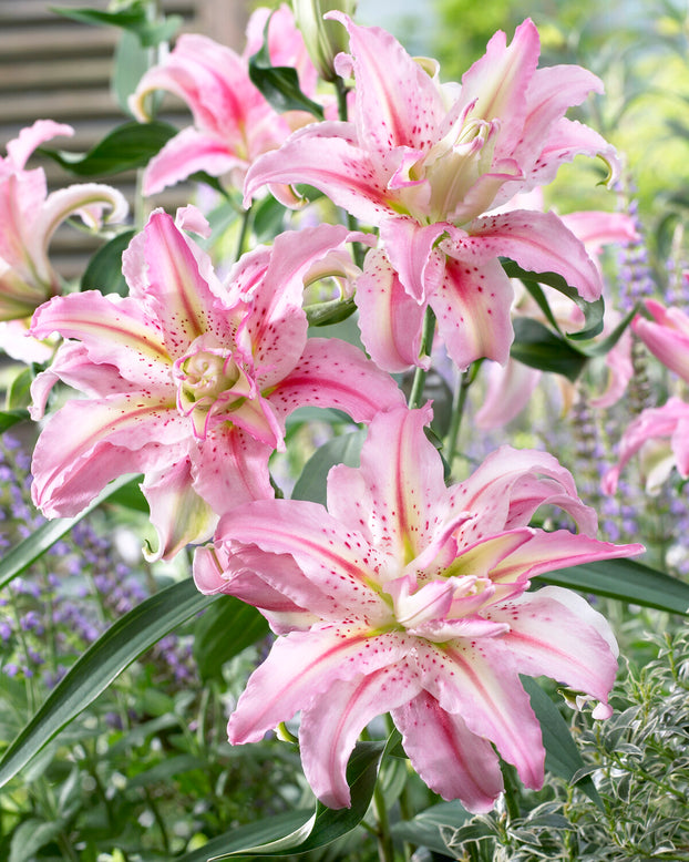 Lily 'Broken Heart'
