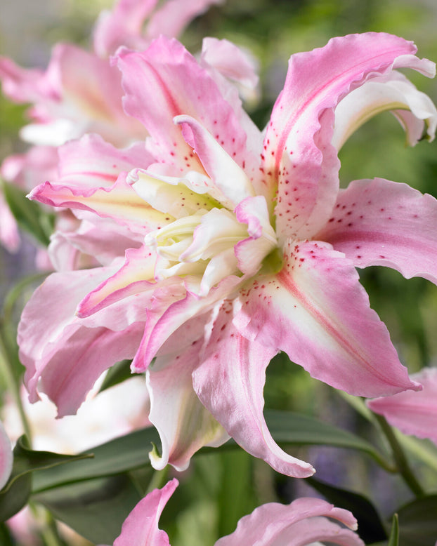 Lily 'Broken Heart'