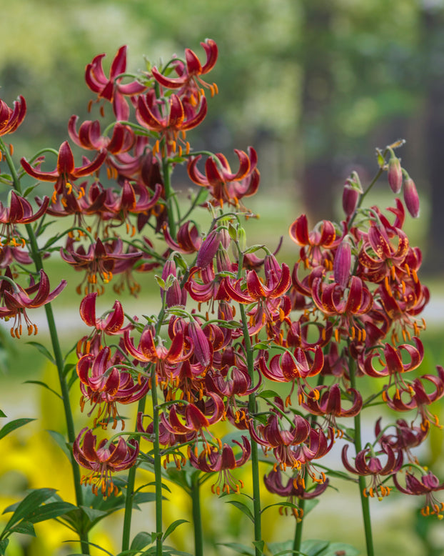Lily 'Claude Shride'