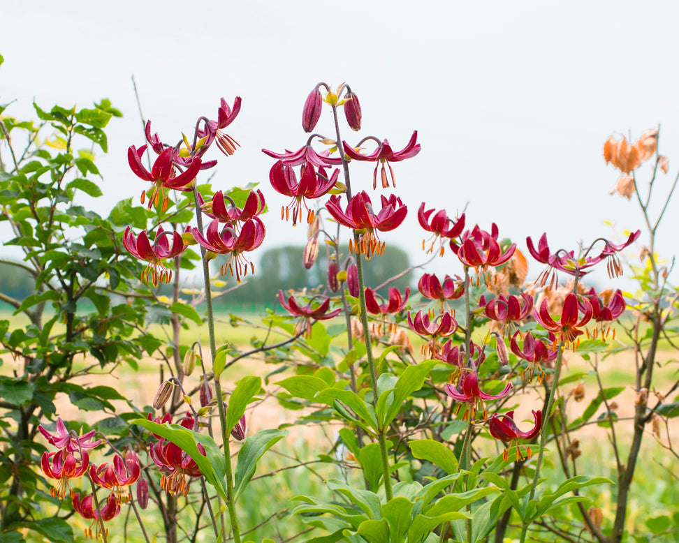 Lily 'Claude Shride'