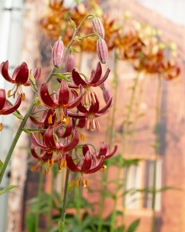 Lily 'Claude Shride'